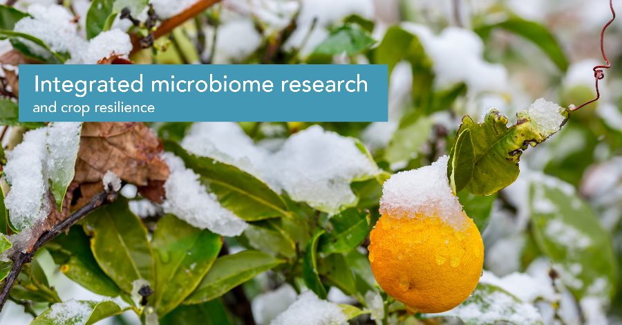 Integrated microbiome research and crop resilience